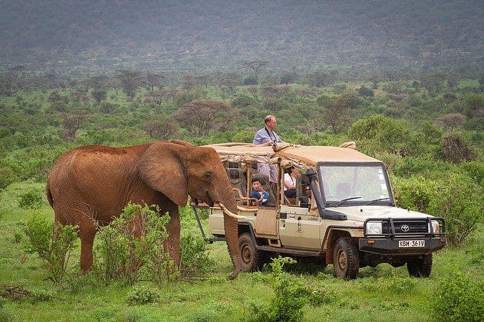 Safari Land Cruiser in the wild